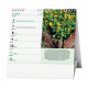 BSK6-26 Stolní kalendář - IDEÁL - Léčivé rostliny-2