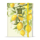 BDA9-5-27 Denní diář - Adam - Lamino - B6 - Citron-1